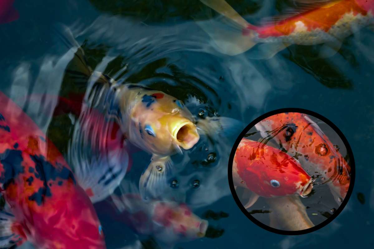 Pesce che boccheggia in superficie per caldo