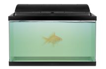 Acqua torbida, alghe, nitriti: soluzioni