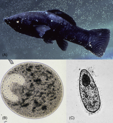 Chilodonella al microscopio