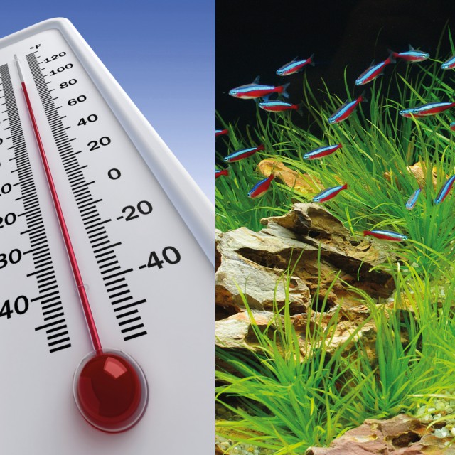 Ventola acquario superficie